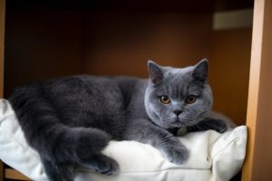 a lovely british shorthair sitting on the sofa
