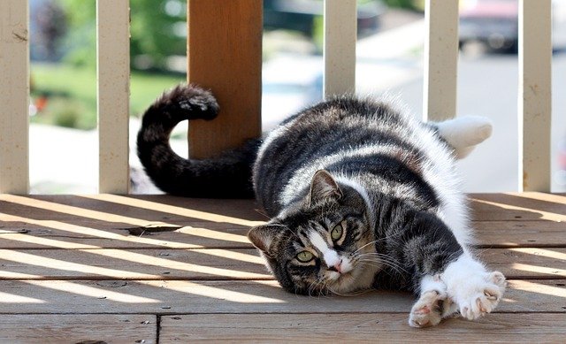 An American shorthair cat is lying on the floor