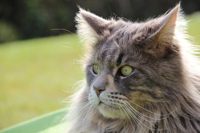 A Main Coon cat staring at something