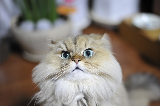 a persian cat is staring at you