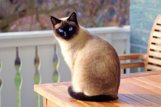 A Siamese cat sitting on the table