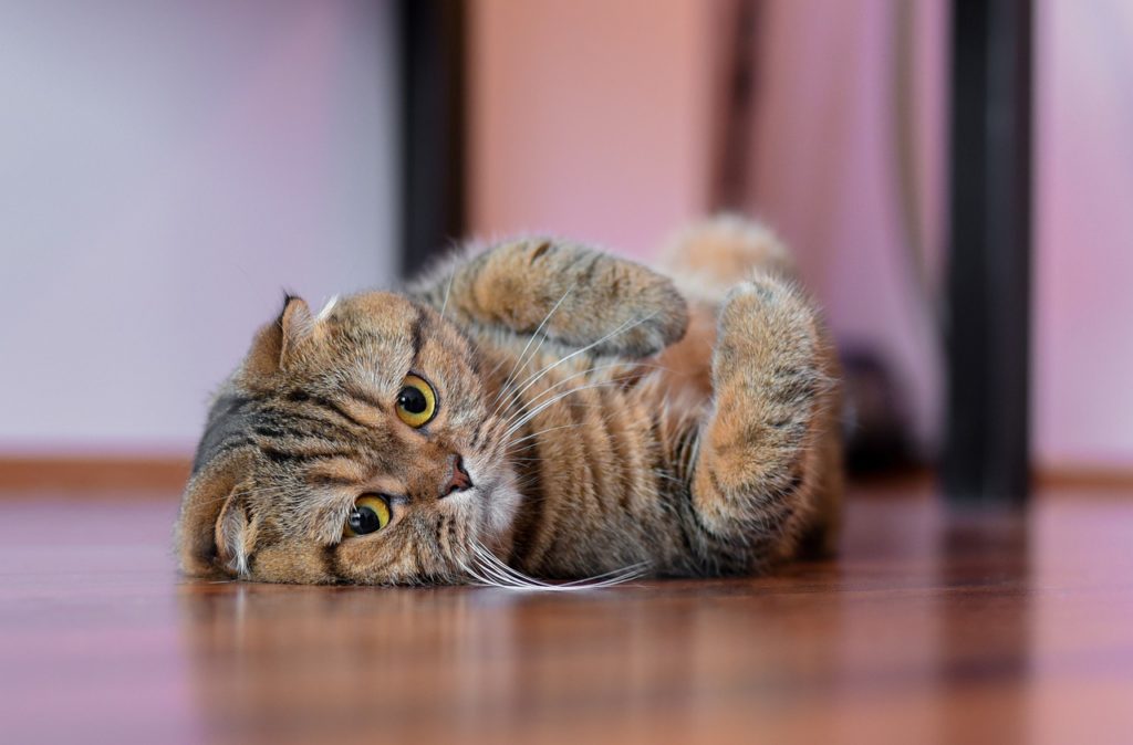 a cute cat is lying on the floor