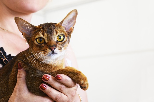 A lady is holding an abyssinian cat