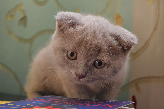 a cute little Scottish Fold cat